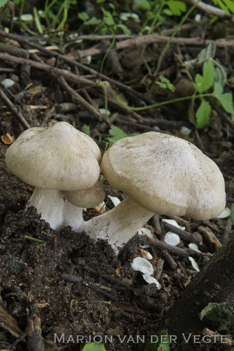 Harde voorjaarssatijnzwam - Entoloma clypeatum f. pallidogriseum